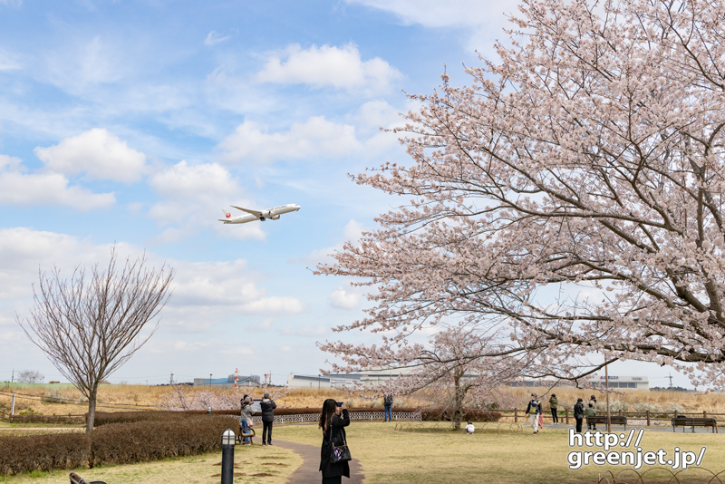 成田で飛行機～大広場の一本桜に絡む