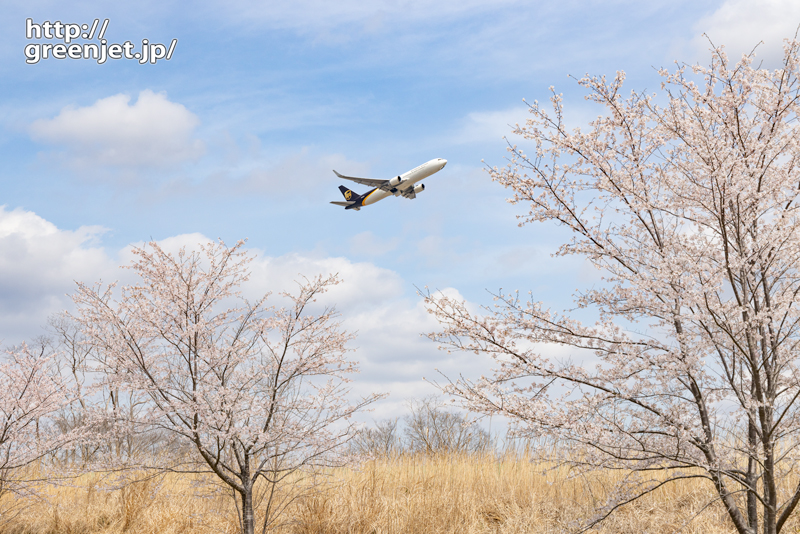 成田で飛行機～B767が桜のいい所に上がる