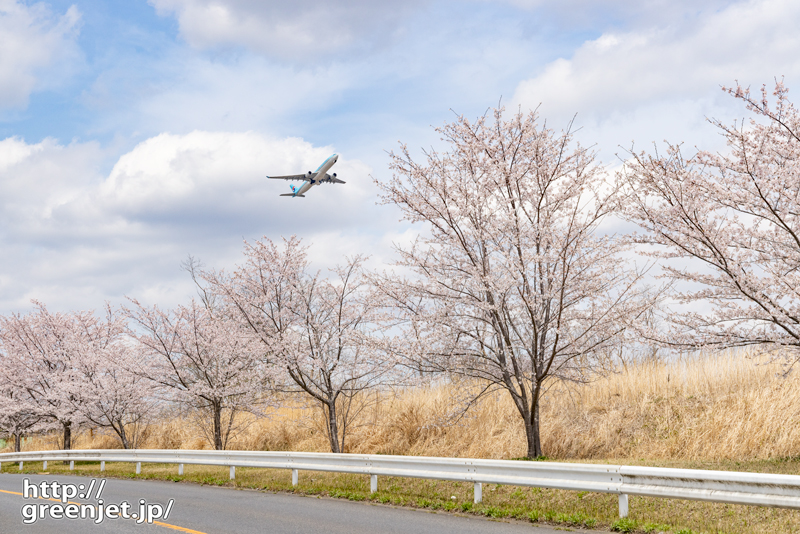 成田で飛行機～狙い通りのコリアンと桜