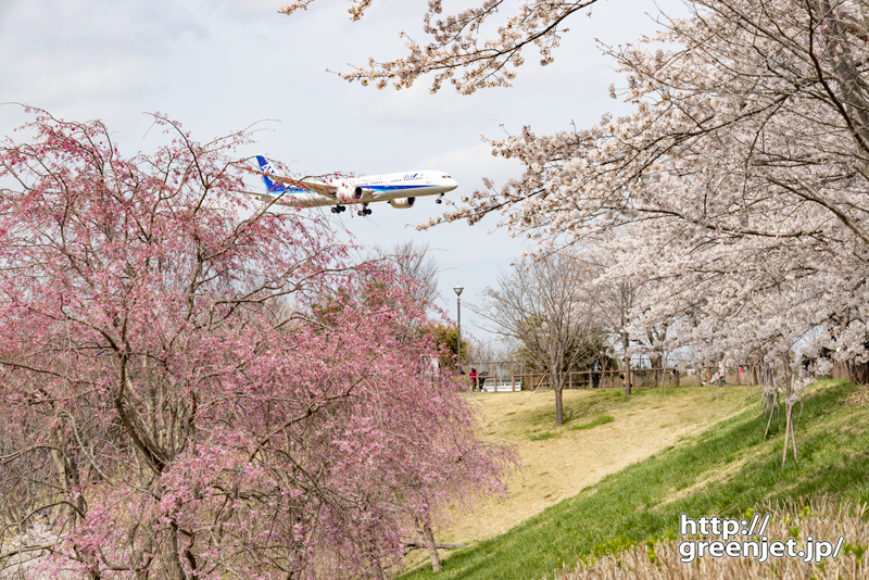 成田で飛行機～桜のココに飛び込む飛行機