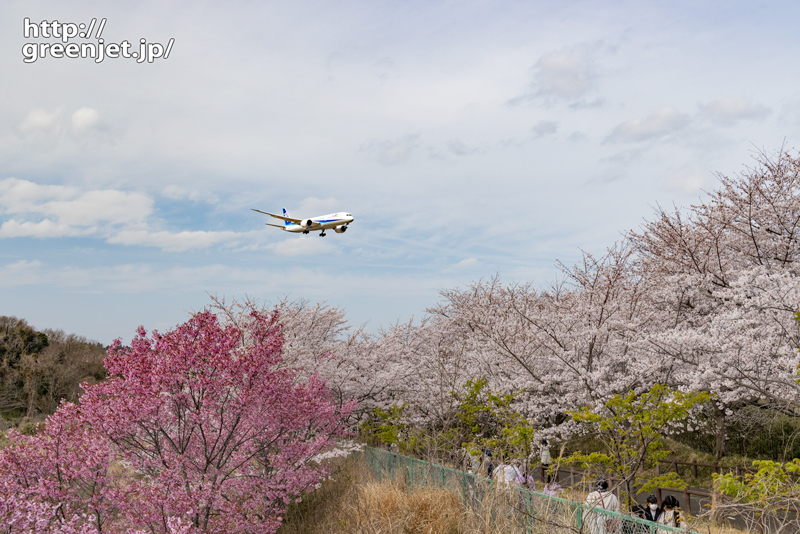 成田で飛行機～これが正に桜と飛行機かな..