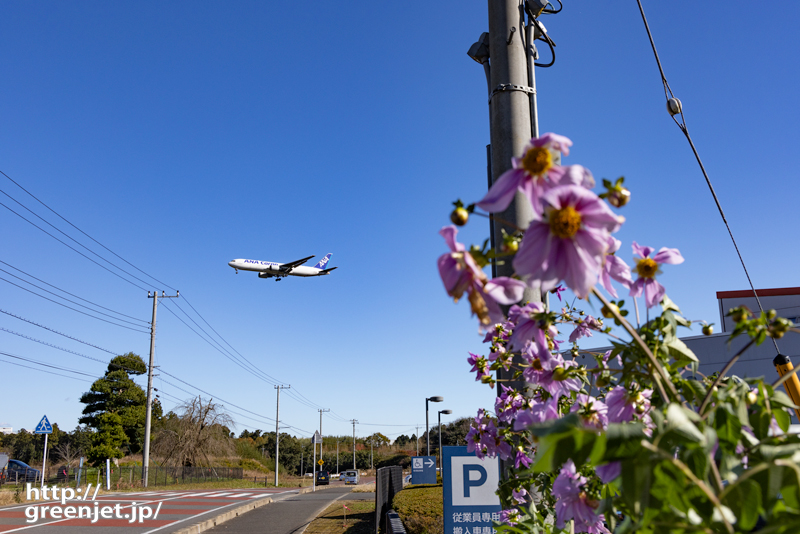 成田で飛行機～紫の花と飛行機