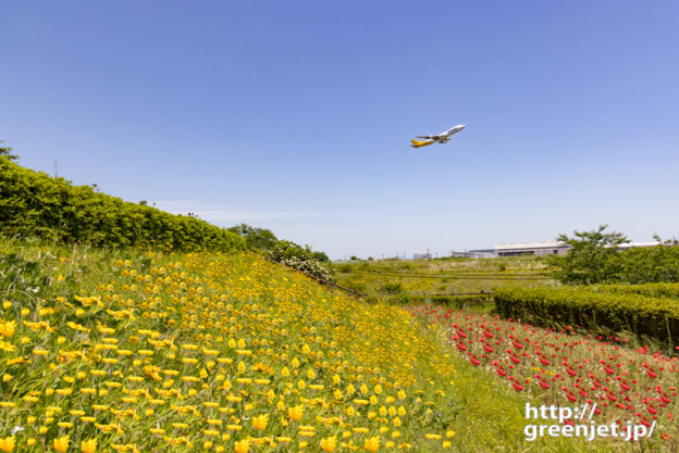 成田で飛行機～丘の斜面で黄色い花たちと