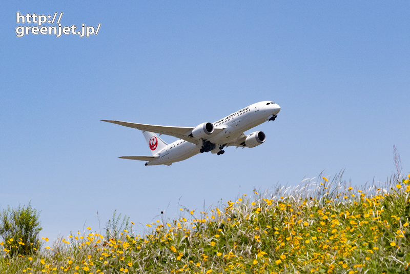 成田で飛行機～道端から黄色い花と飛行機