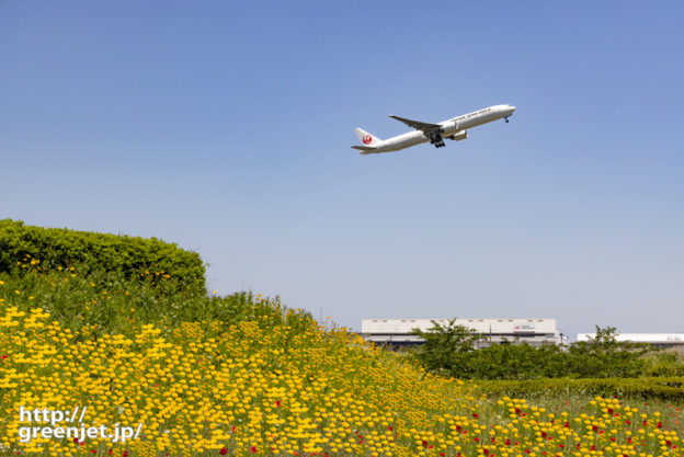 成田で飛行機～丘の斜面で黄色い花たちとⅡ
