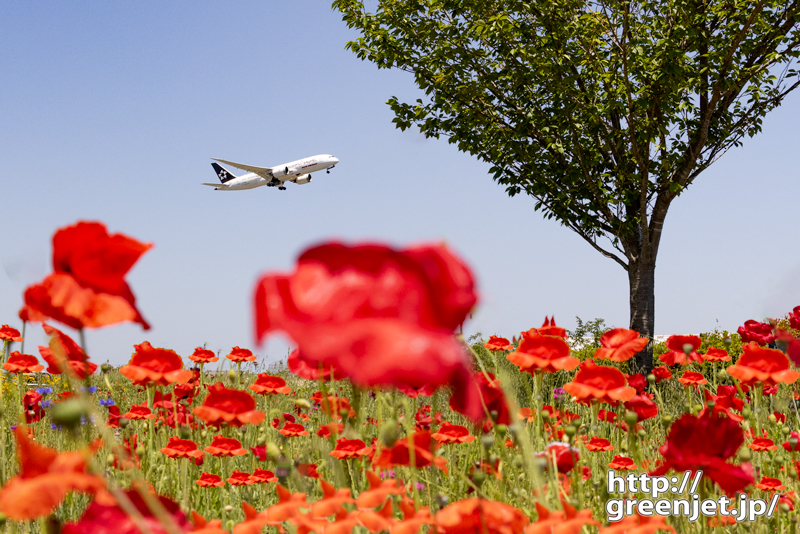 成田で飛行機～さくらの丘で咲く赤い花