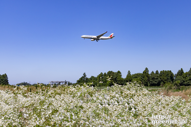 成田で飛行機～マーガレットっぽい白い花と