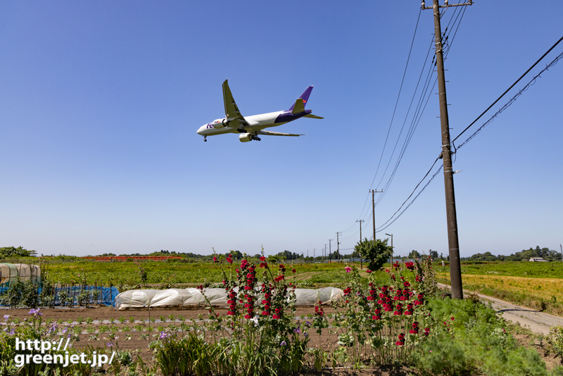 成田で飛行機～畑の横で小さな赤い花と
