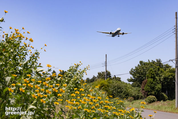 成田で飛行機～道端に咲く黄色い花と飛行機