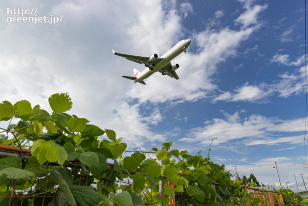 成田で飛行機～フェンスに絡まる蔦と飛行機