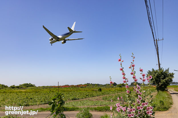 成田で飛行機～紫の花と飛行機