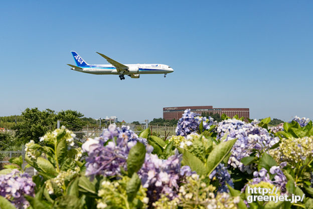 成田で飛行機～アジサイとB787