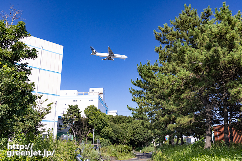 羽田で飛行機～倉庫と大きな松と飛行機