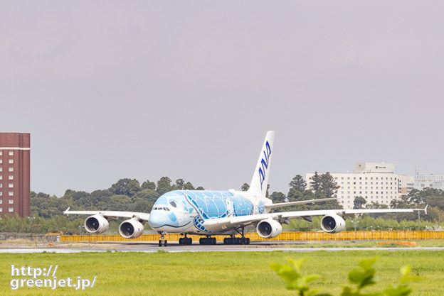 成田で飛行機～貴重なゲジポイントでホヌ！