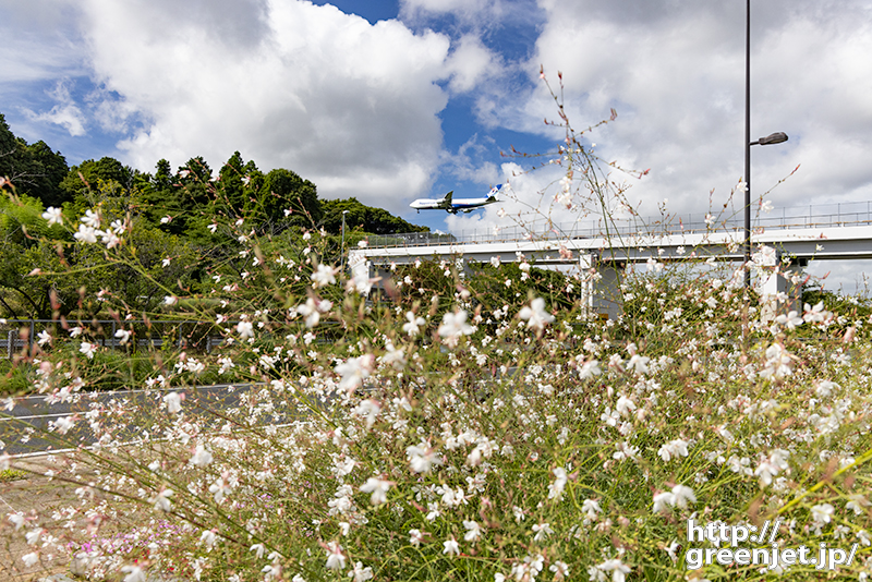 成田で飛行機～咲き誇る白い花とジャンボ
