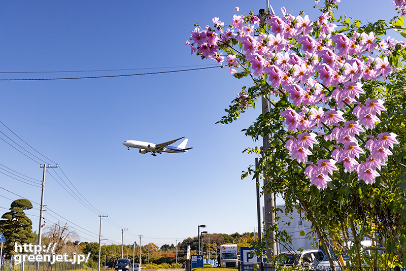 成田で飛行機～紫の花とトリプルセブン
