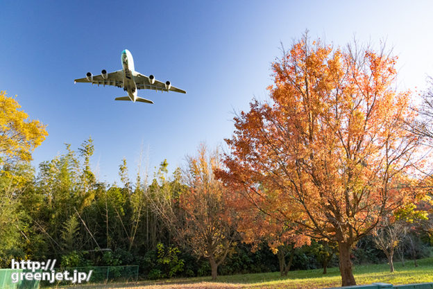 成田で飛行機～赤い紅葉とフライング ホヌ