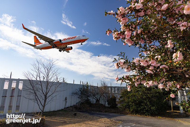 成田で飛行機～今年もピンクの椿を絡める