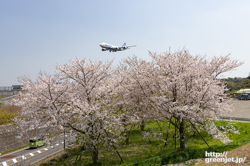 成田で飛行機～ひこうきの丘の桜とジャンボ