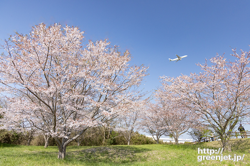 成田で飛行機～さくらの丘の桜と言えばココ