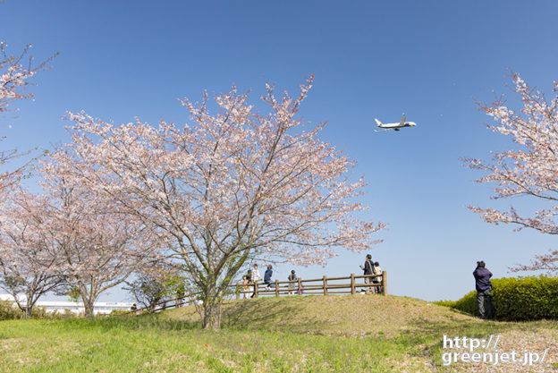 成田で飛行機～あの桜の名所でA350