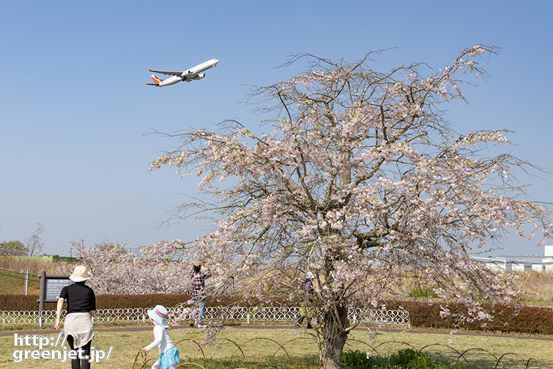 成田で飛行機～しだれ桜と親子