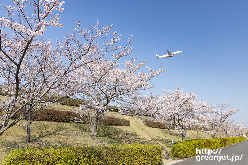 成田で飛行機～さくらの丘の満開桜