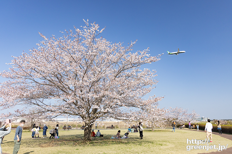 成田で飛行機～あの一本桜が満開
