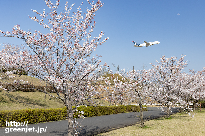 成田で飛行機～桜とアエロメヒコ～やっぱ低！