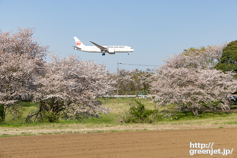 成田で飛行機～桜の狭間に白い飛行機