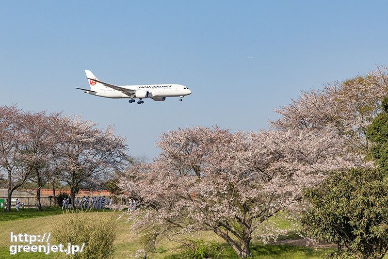 成田で飛行機～リトルシニアチームと桜
