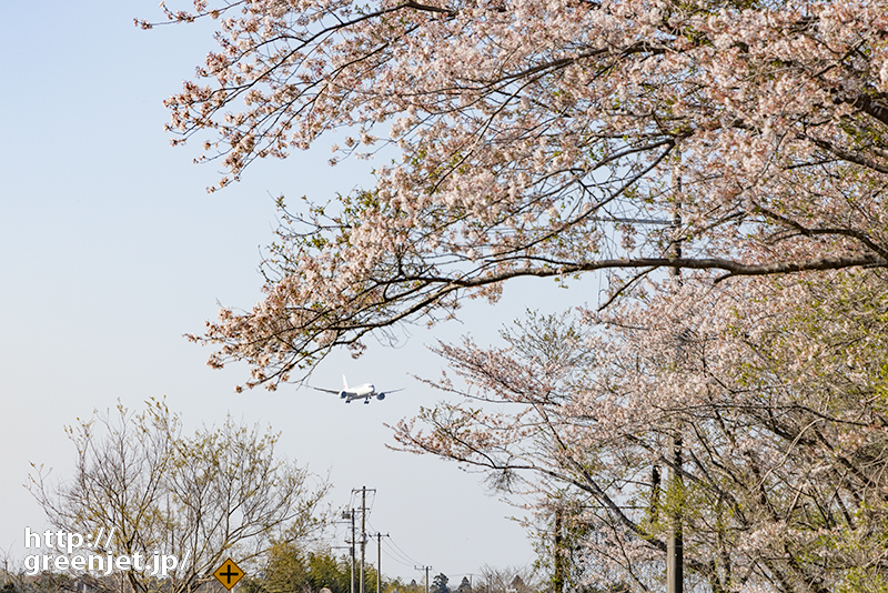 成田で飛行機～桜の枝の下をくぐるB787