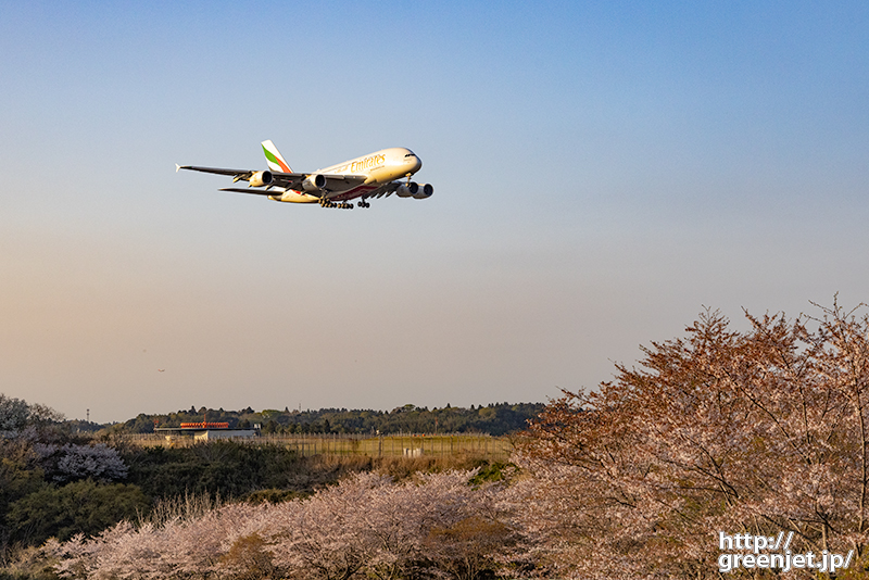 成田で飛行機～桜とエミレーツは手強い