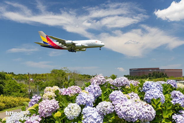 成田で飛行機～2023年のあじさいとA380