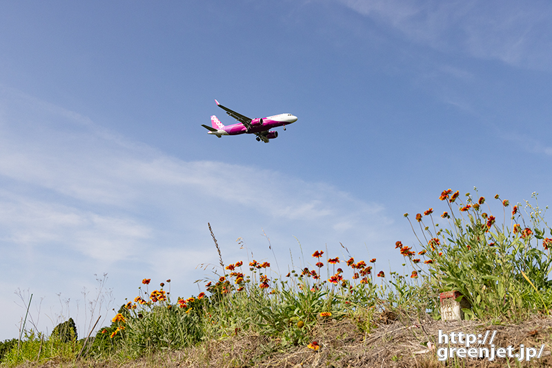 成田で飛行機～道端の可憐な花にピーチ