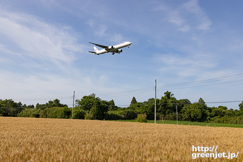 成田で飛行機～麦畑の上を超えてくる