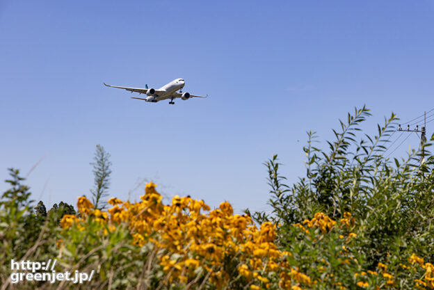 成田で飛行機～黄色い野草とキャセイA350