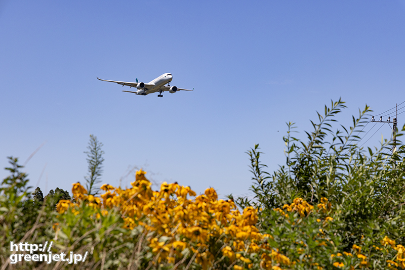成田で飛行機～黄色い野草とキャセイA350