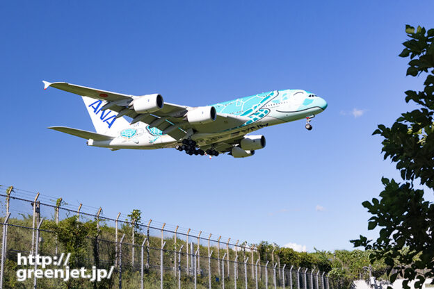 成田で飛行機～このアングルと距離感でホヌ