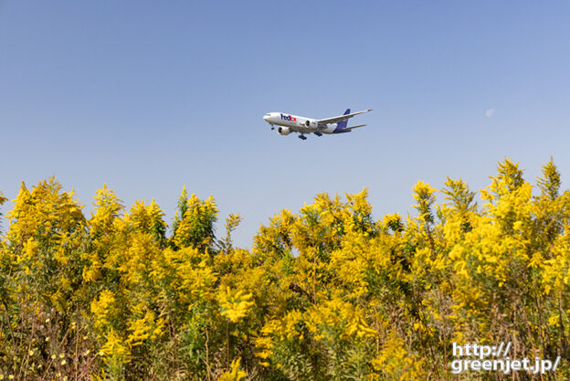 成田で飛行機～秋の黄色い草とフェデックス