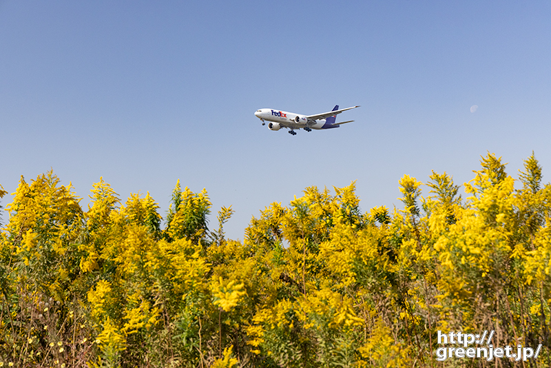 成田で飛行機～秋の黄色い草とフェデックス