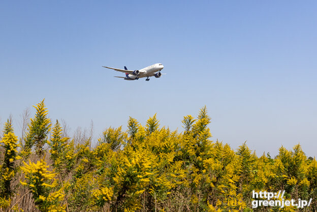 成田で飛行機～大きな木に見える黄色い草と