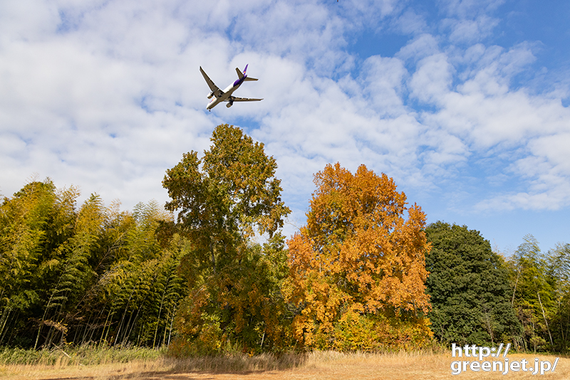 成田で飛行機～黄葉した大木の下で粘る