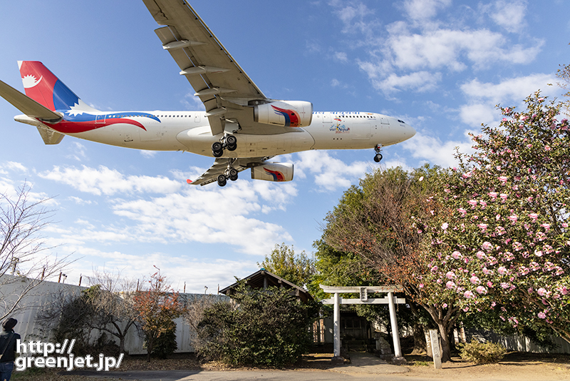 成田で飛行機～ピンク椿とロイヤルネパール