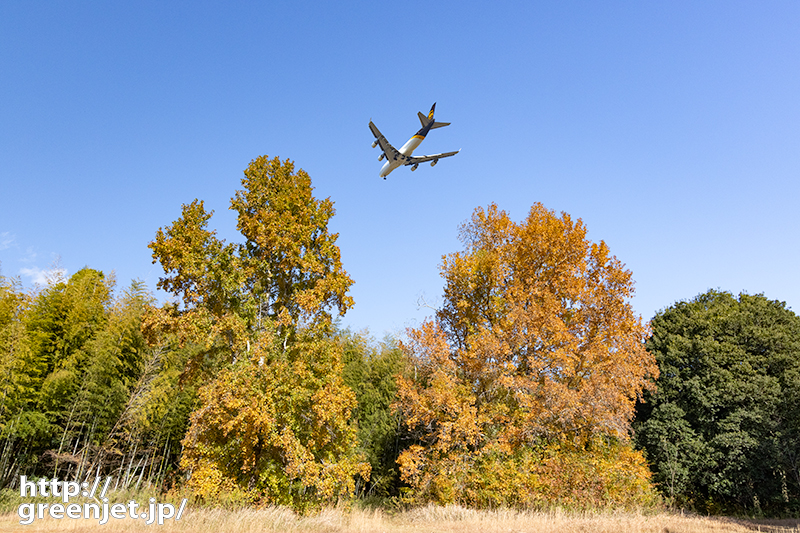 成田で飛行機～黄葉した大木の下で粘るⅡ
