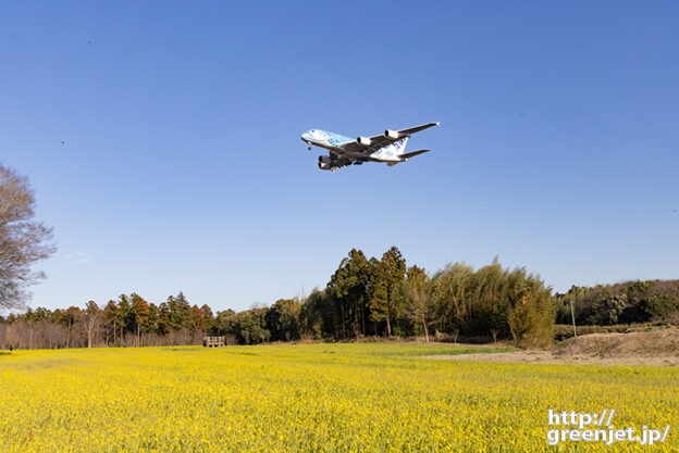 成田で飛行機～2024年全開前の菜の花