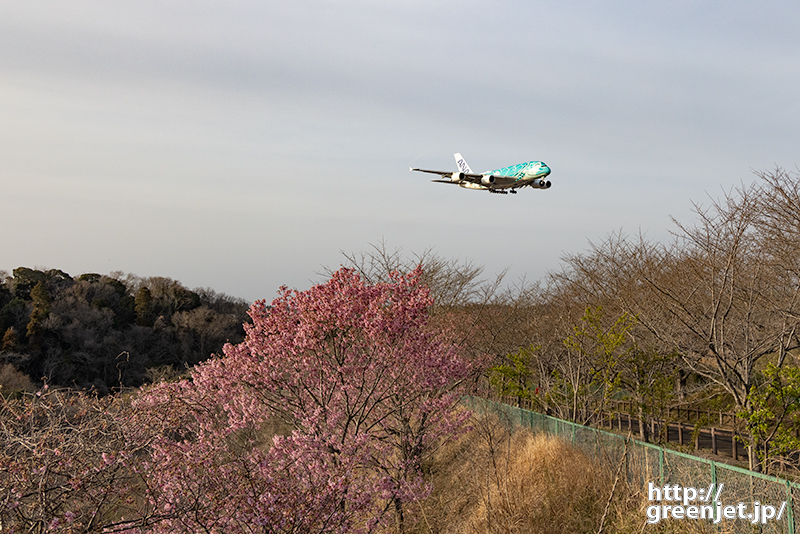 成田で飛行機～菜の花外しで八重桜とホヌ