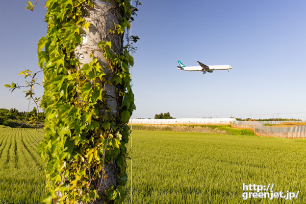 成田で飛行機～ツタの電柱横で覗くキャセイ