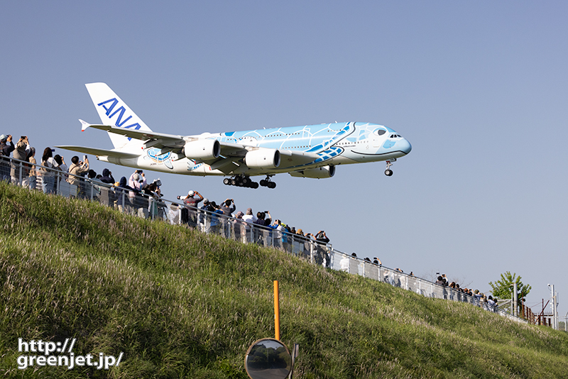 成田で飛行機～さくらの山ギャラリーとホヌ