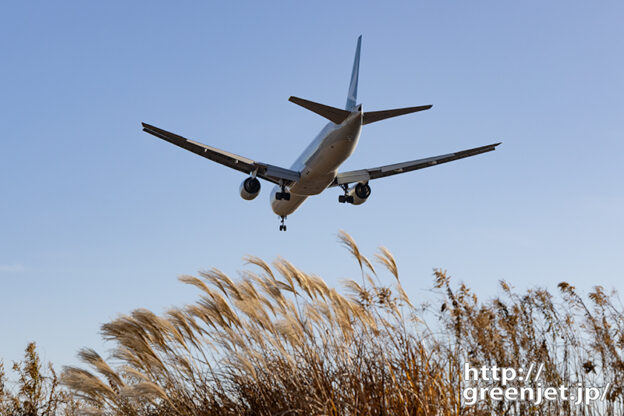 成田で飛行機～キャセイB777のお尻にススキ